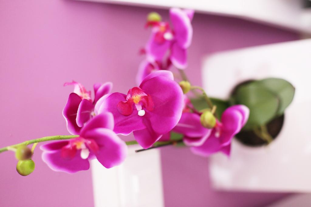 Iris Room Rom Værelse billede